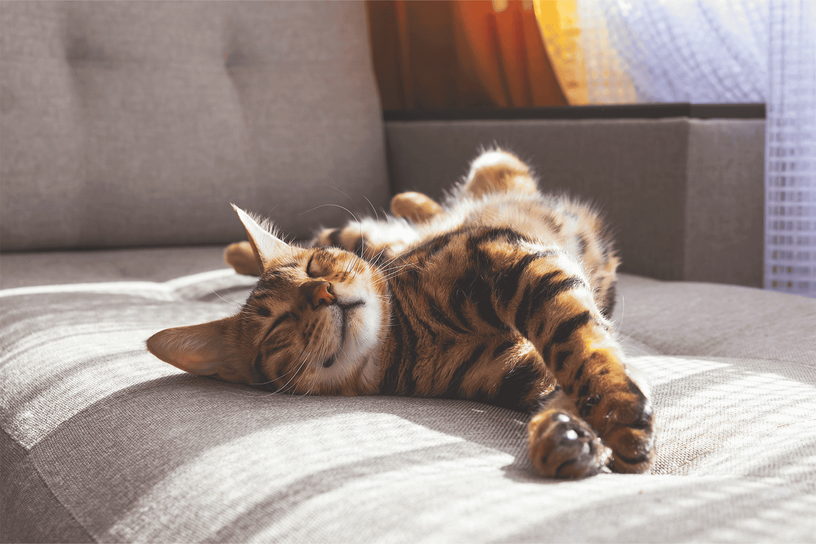 seguro para gatos de asisa